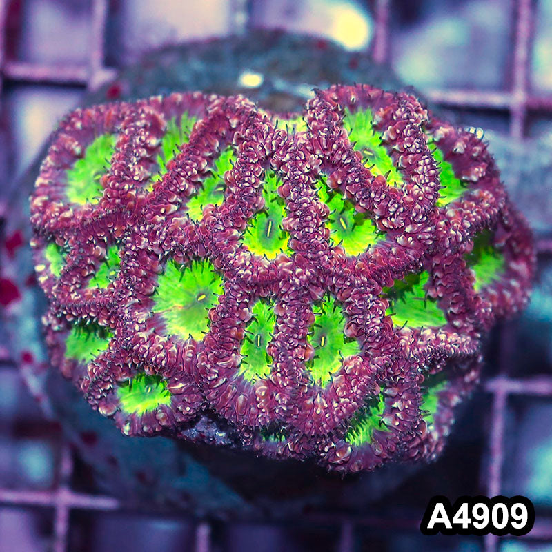 Item#A4909IN4909(M) WYSIWYG Indo Cultured Ultra Unique Blastomussa Colony