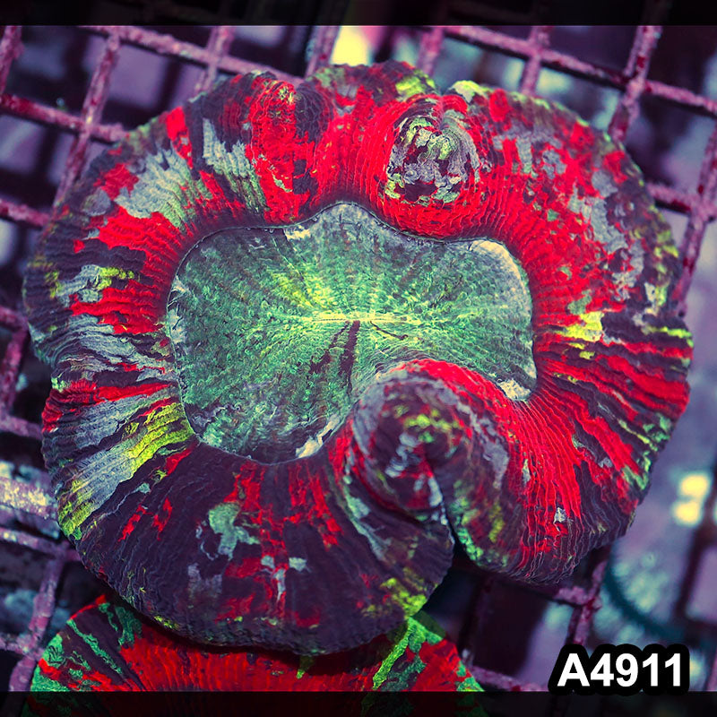 Item#A4911IN4911(M) WYSIWYG Indo Ultra Unique Wellsophyllia
