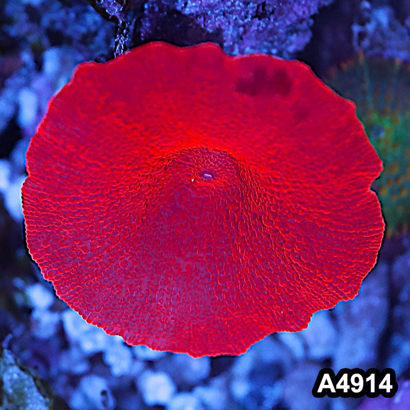 Item#A4914IN4914(S) WYSIWYG Aussie Ultra Red Discosoma Mushroom