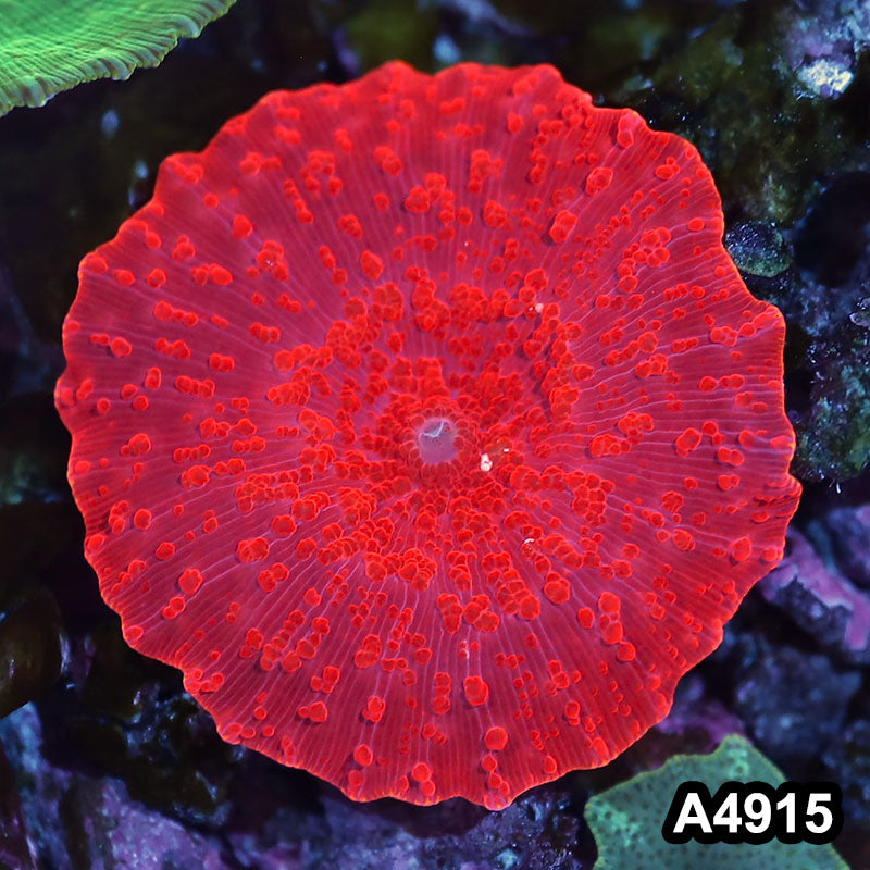 Item#A4915IN4915(S) WYSIWYG Aussie Ultra Red Discosoma Mushroom