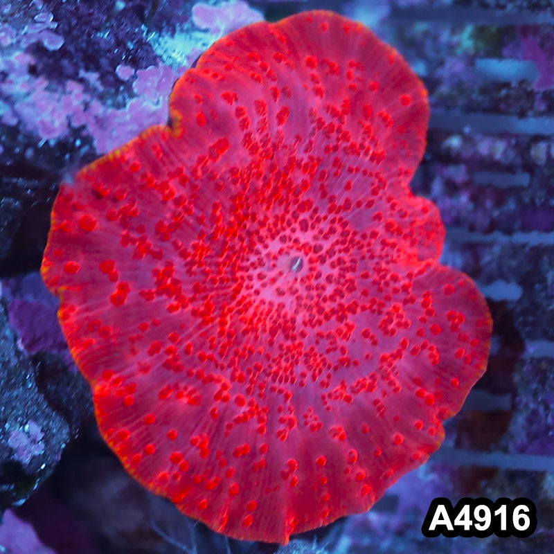 Item#A4916IN4916(S) WYSIWYG Aussie Ultra Red Discosoma Mushroom