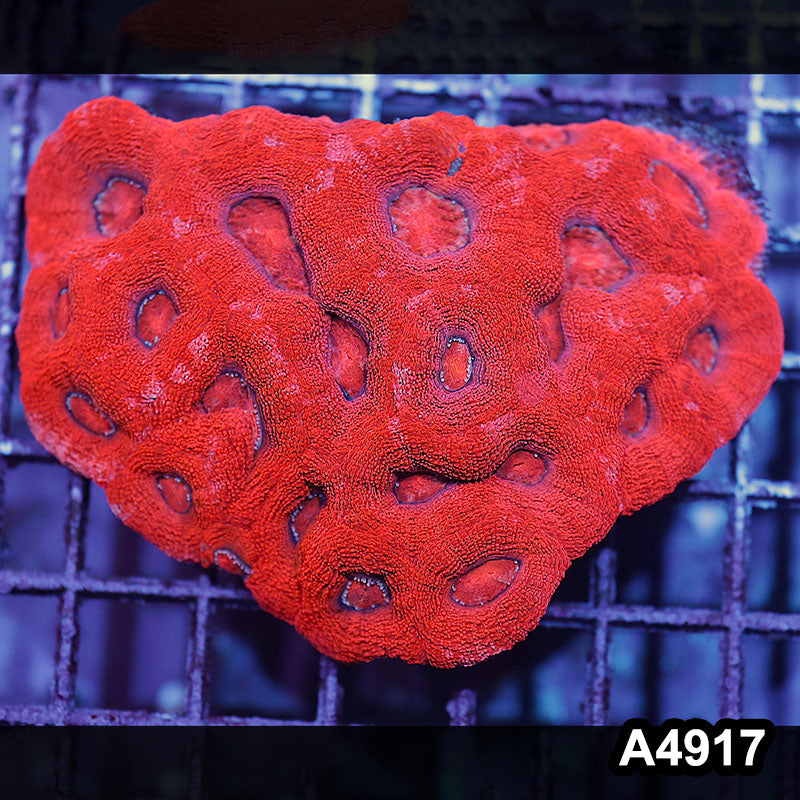 Item#A4917IN4917(M) WYSIWYG Aussie Ultra Unique Bowerbanki Colony