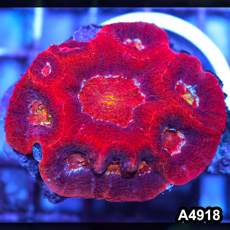 Item#A4918IN4918(M) WYSIWYG Aussie Ultra Unique Bowerbanki Colony