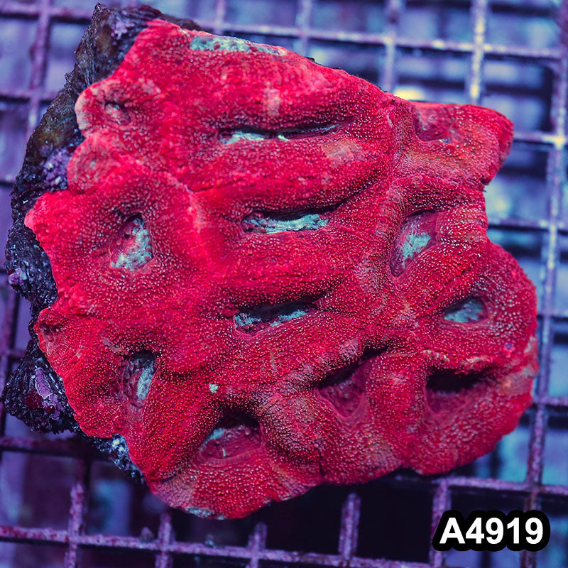 Item#A4919IN4919(M) WYSIWYG Aussie Ultra Unique Bowerbanki Colony
