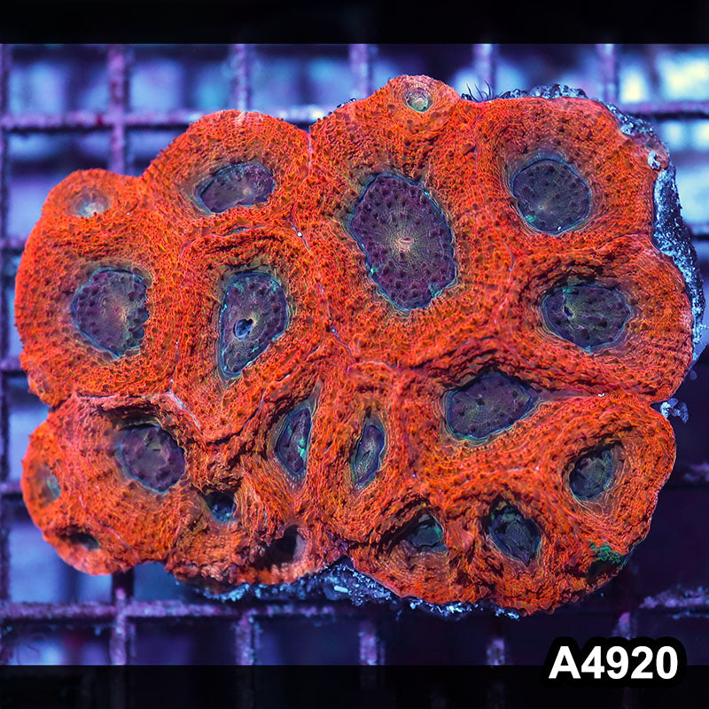 Item#A4920IN4920(M) WYSIWYG Aussie Ultra Unique Bowerbanki Colony
