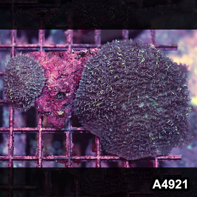 Item#A4921IN4921(M) WYSIWYG Aussie Ultra Hairy Mushroom