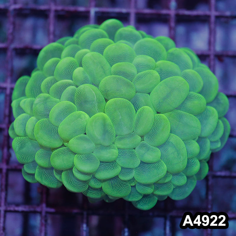 Item#A4922IN4922(S) WYSIWYG Indo Ultra Cat Eye Bubble Coral