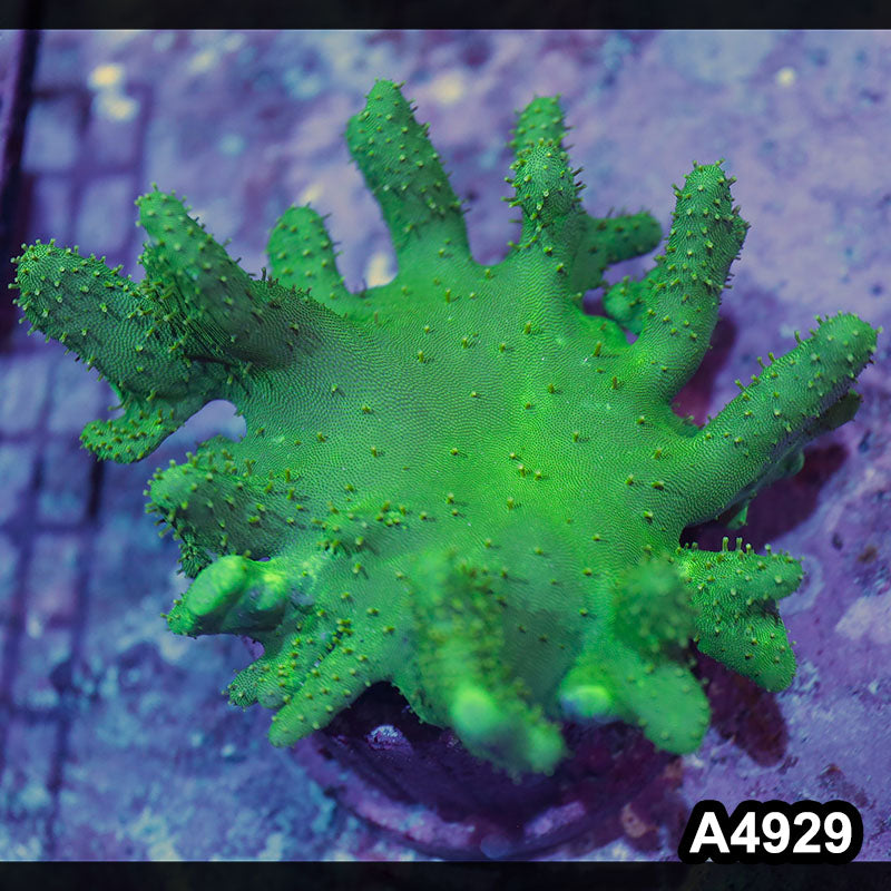 Item#A4929IN4929(M) WYSIWYG Indo Ultra Neon Green Crown Leather
