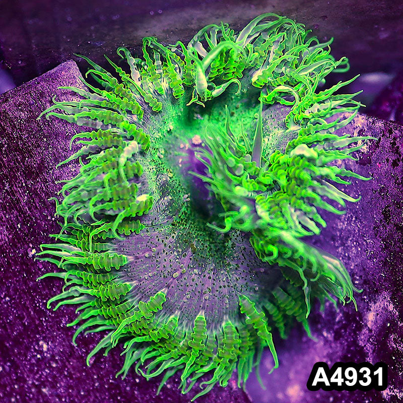 Item#A4931IN4931(S) WYSIWYG Fiji Ultra Rock Flower Anemone