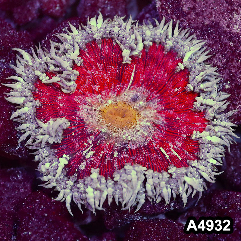 Item#A4932IN4932(S) WYSIWYG Fiji Ultra Rock Flower Anemone