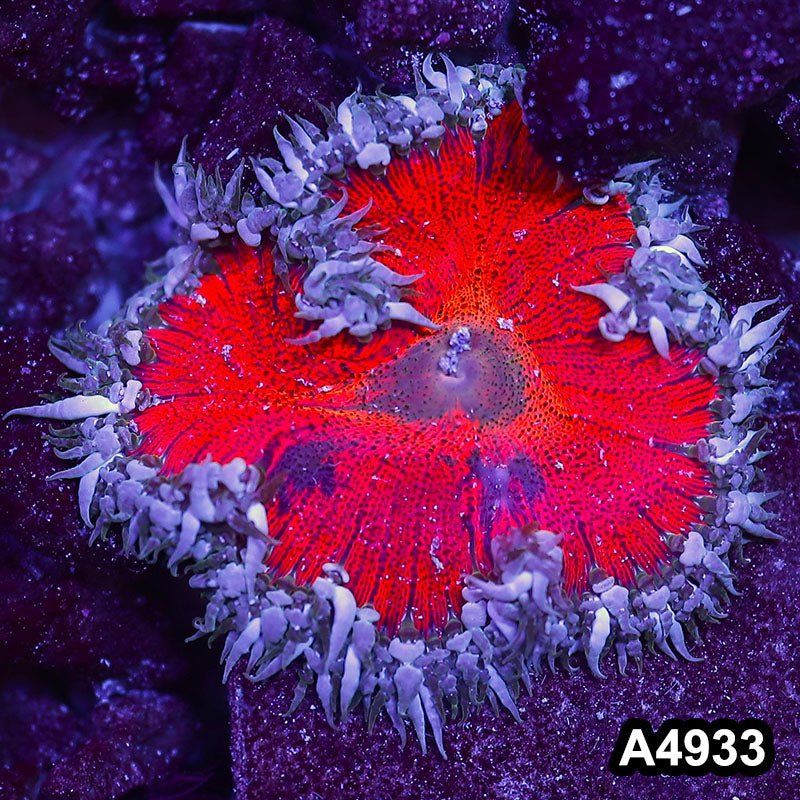 Item#A4933IN4933(S) WYSIWYG Fiji Ultra Rock Flower Anemone