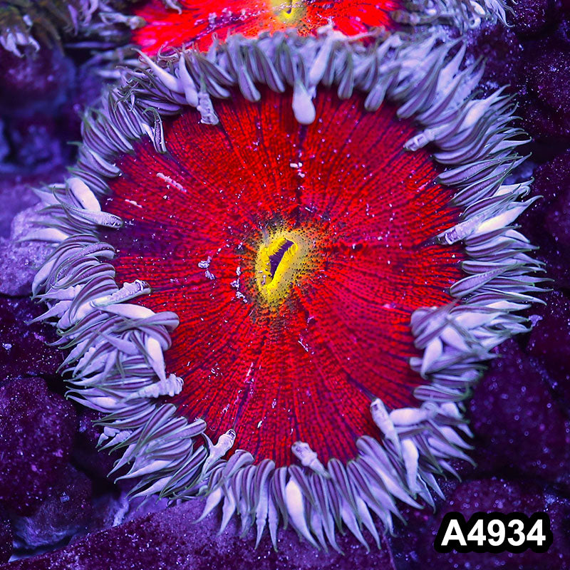 Item#A4934IN4934(S) WYSIWYG Fiji Ultra Rock Flower Anemone