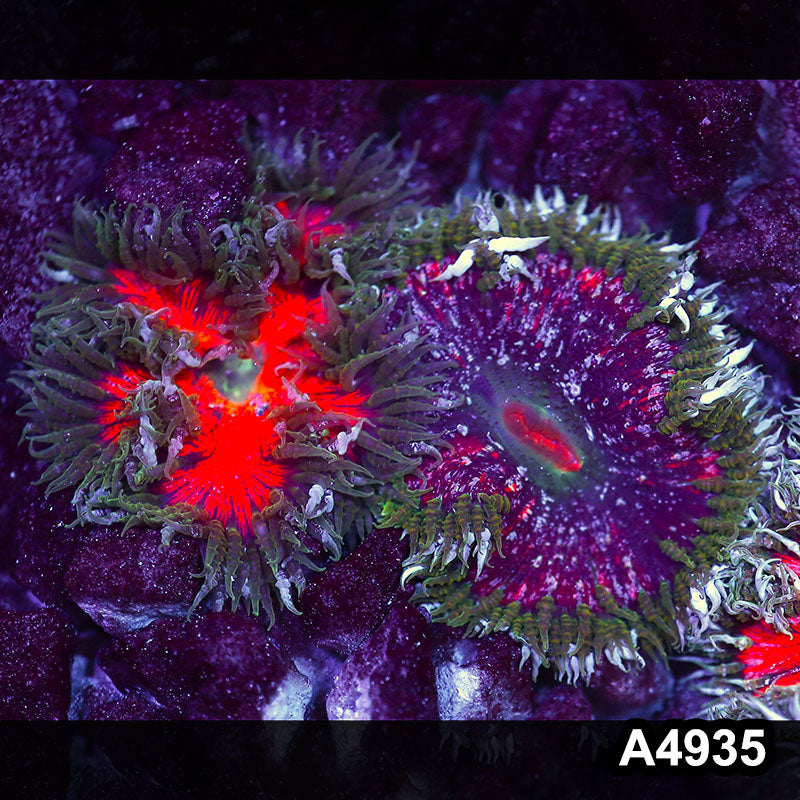 Item#A4935IN4935(S) WYSIWYG Fiji Ultra Rock Flower Anemone 2pc