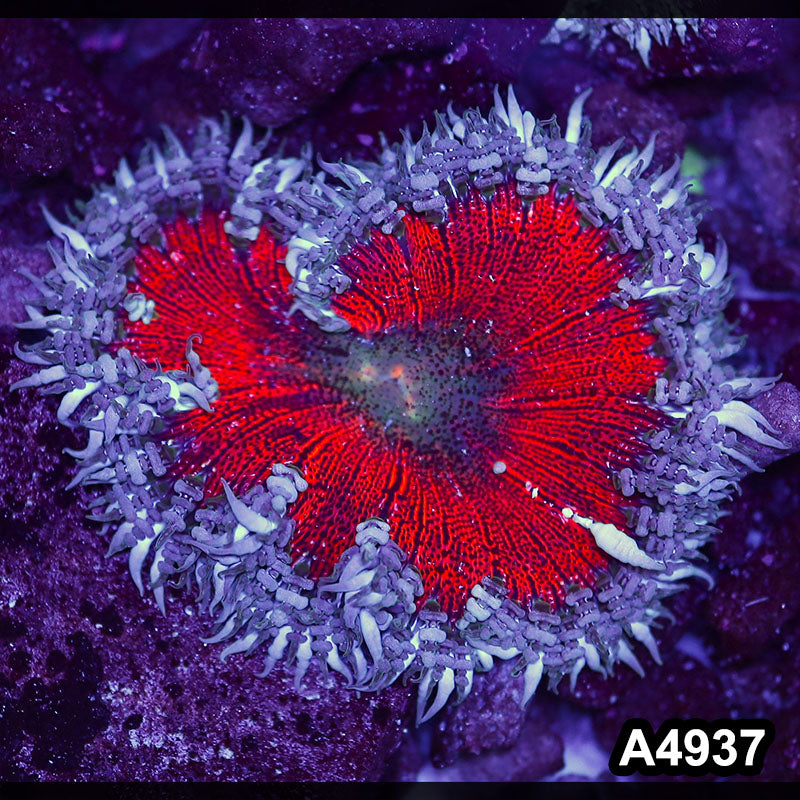 Item#A4937IN4937(S) WYSIWYG Fiji Ultra Rock Flower Anemone