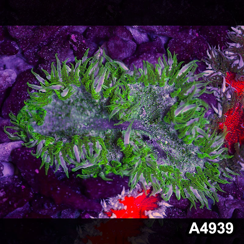 Item#A4939IN4939(S) WYSIWYG Fiji Ultra Rock Flower Anemone