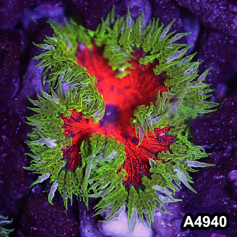 Item#A4940IN4940(S) WYSIWYG Fiji Ultra Rock Flower Anemone