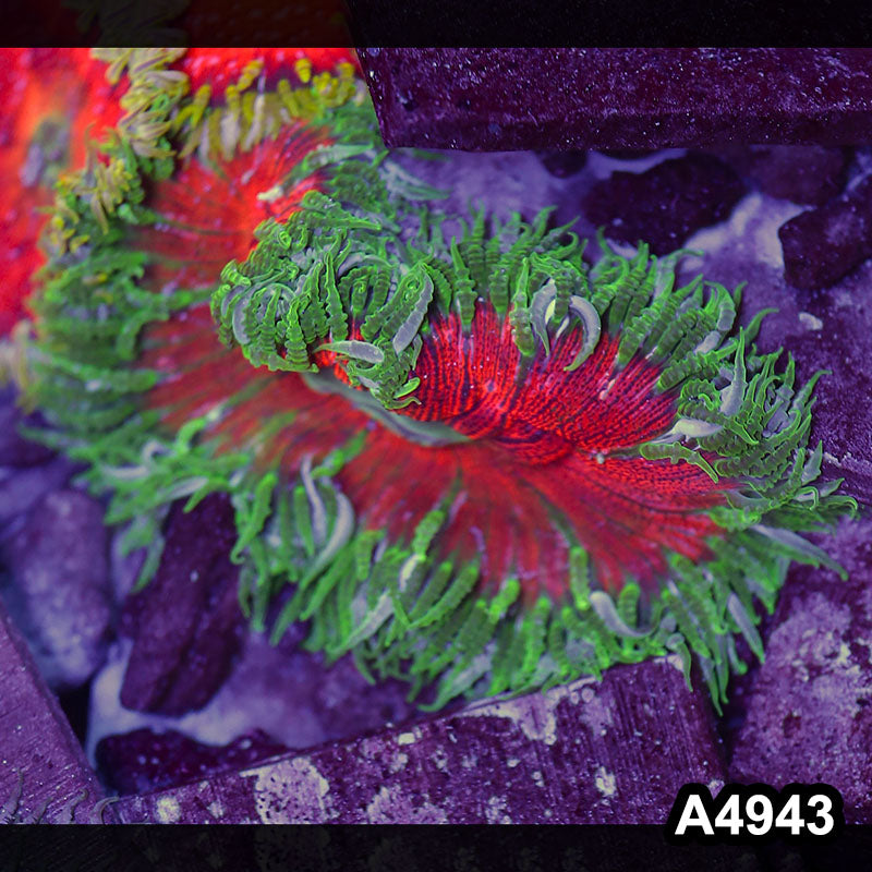 Item#A4943IN4943(S) WYSIWYG Fiji Ultra Rock Flower Anemone