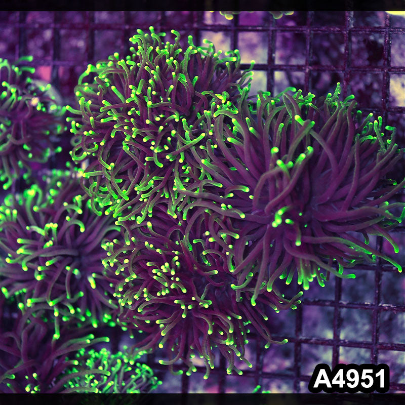 Item#A4951LW4951(M) Aussie Ultra Hand Selected Neon Tip Torch 1H 06