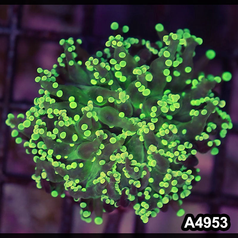 Item#A4953LW4953(S) WYSIWYG Indo Ultra Branching Frogspawn 1H