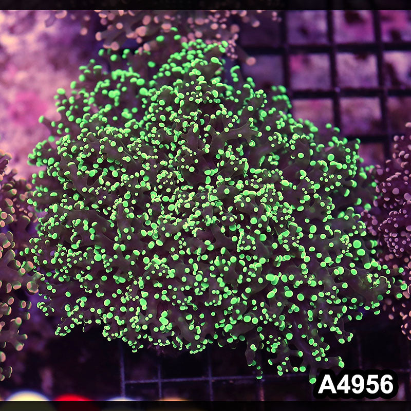 Item#A4956LW4956(L) WYSIWYG Indo Ultra Tip Branching Frogspawn Colony