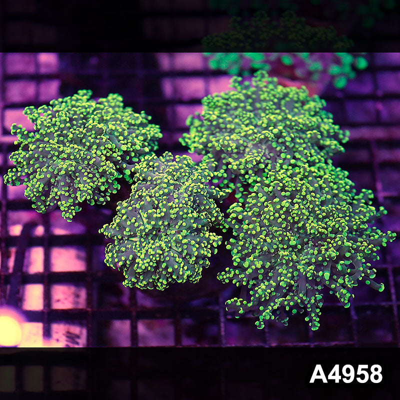 Item#A4958LW4958(L) WYSIWYG Indo Ultra Tip Branching Frogspawn Colony