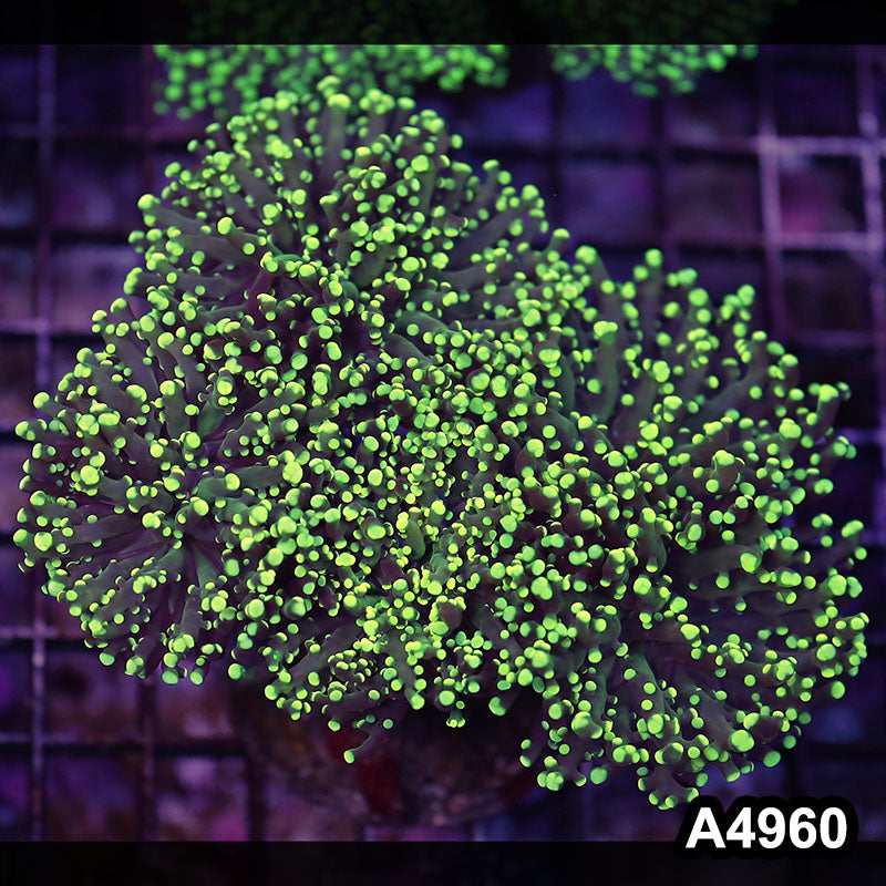 Item#A4960LW4960(L) WYSIWYG Indo Ultra Tip Branching Frogspawn Colony