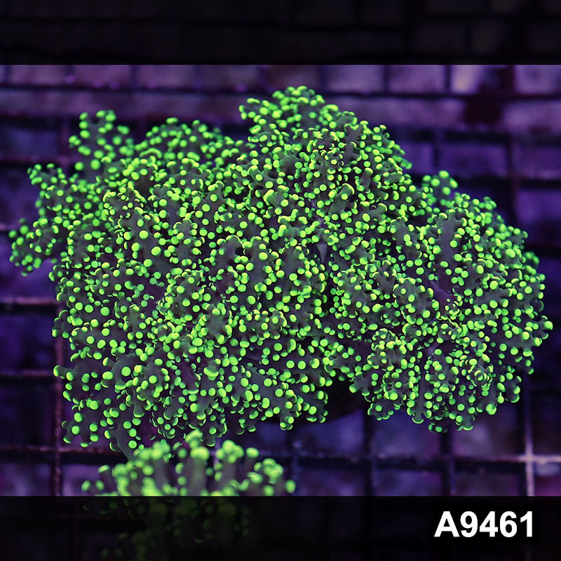 Item#A4961LW4961(L) WYSIWYG Indo Ultra Tip Branching Frogspawn Colony