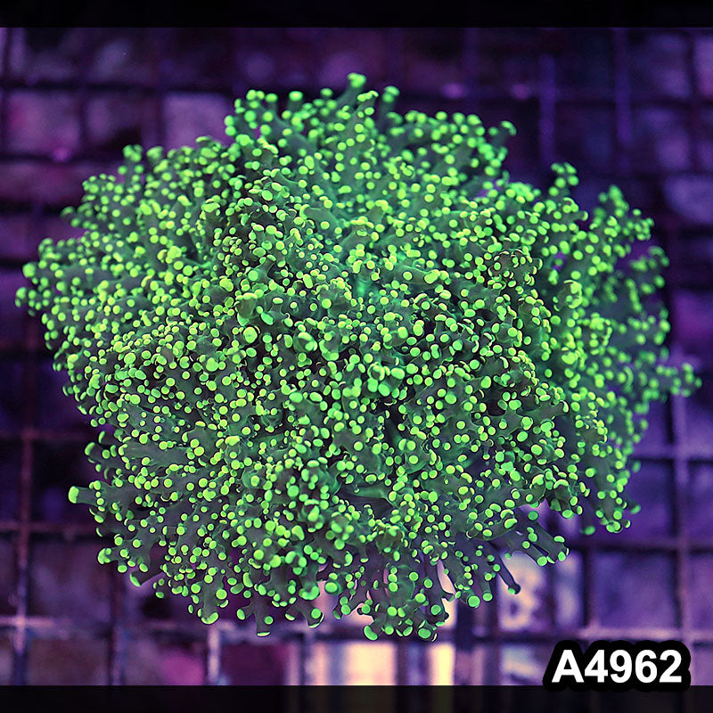 Item#A4962LW4962(L) WYSIWYG Indo Ultra Tip Branching Frogspawn Colony