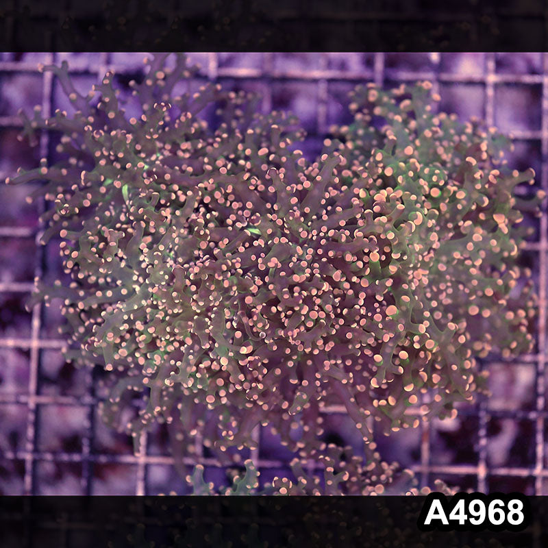 Item#A4968LW4968(L) WYSIWYG Indo Ultra Tip Branching Frogspawn Colony