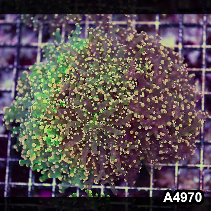 Item#A4970LW4970(L) WYSIWYG Indo Ultra Tip Branching Frogspawn Colony