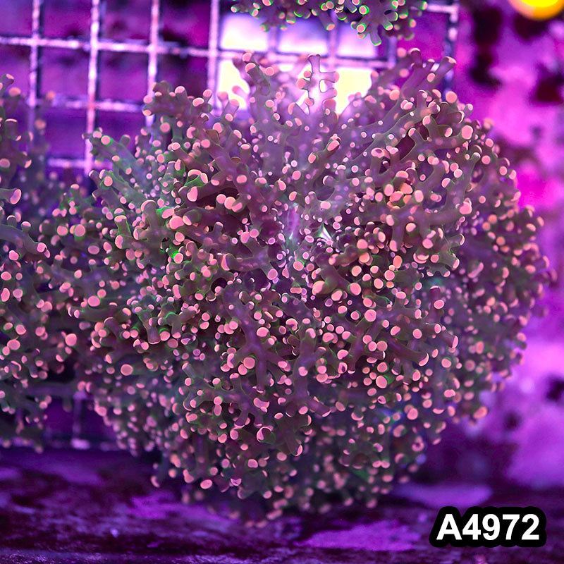 Item#A4972LW4972(L) WYSIWYG Indo Ultra Tip Branching Frogspawn Colony