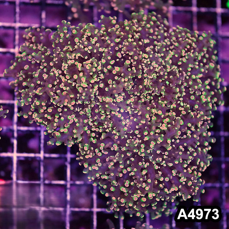 Item#A4973LW4973(L) WYSIWYG Indo Ultra Tip Branching Frogspawn Colony