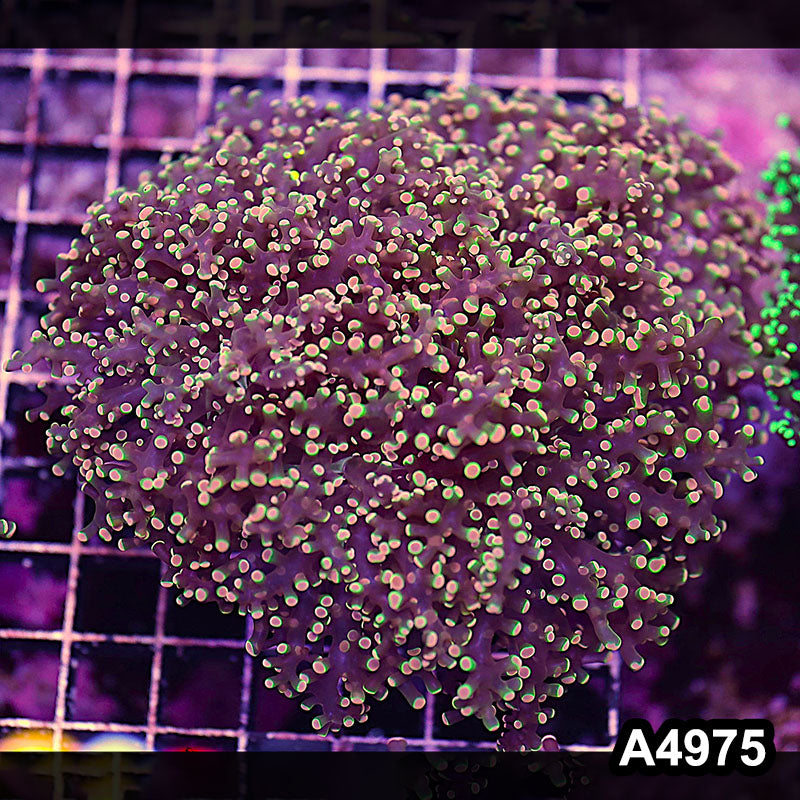 Item#A4975LW4975(L) WYSIWYG Indo Ultra Tip Branching Frogspawn Colony