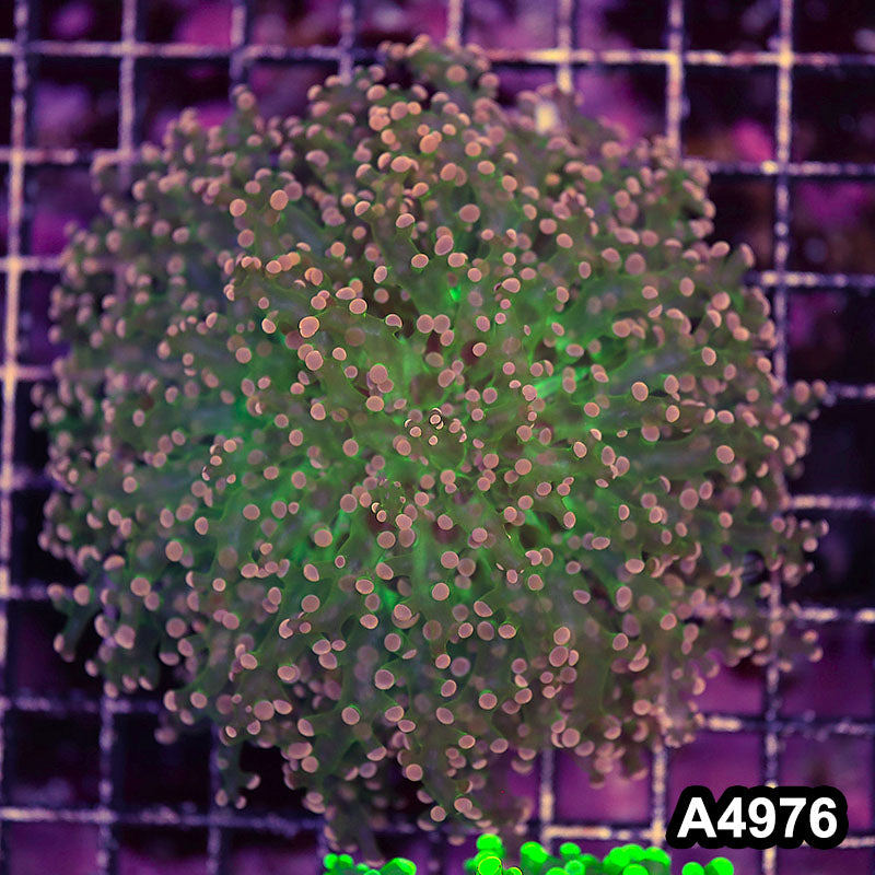 Item#A4976LW4976(L) WYSIWYG Indo Ultra Unique Octo Frogspawn Colony