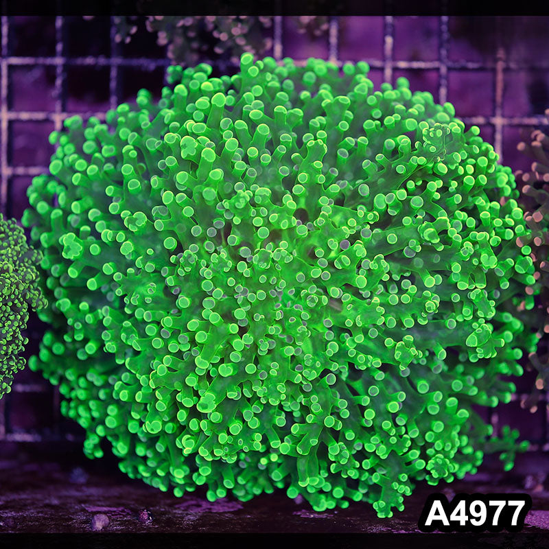 Item#A4977LW4977(L) WYSIWYG Indo Ultra Unique Octo Frogspawn Colony