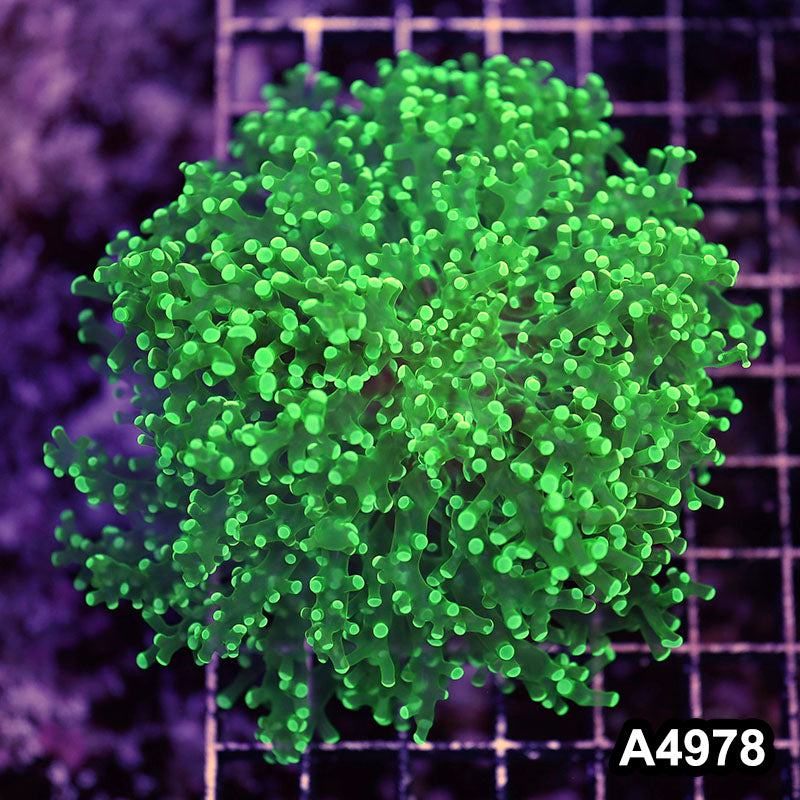 Item#A4978LW4978(L) WYSIWYG Indo Ultra Unique Octo Frogspawn Colony