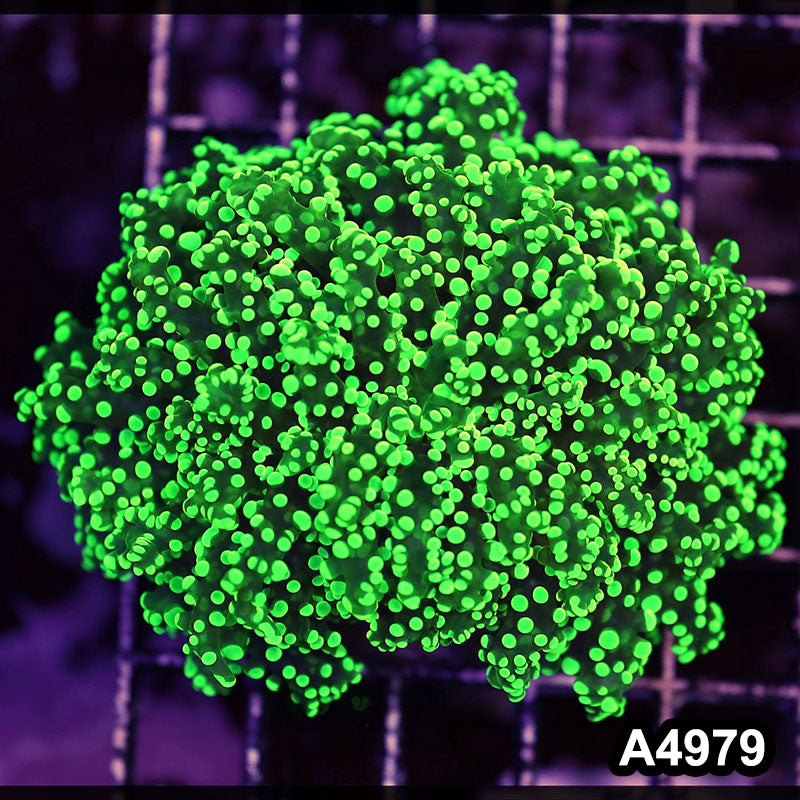 Item#A4979LW4979(M) WYSIWYG Indo Ultra Unique Octo Frogspawn Colony