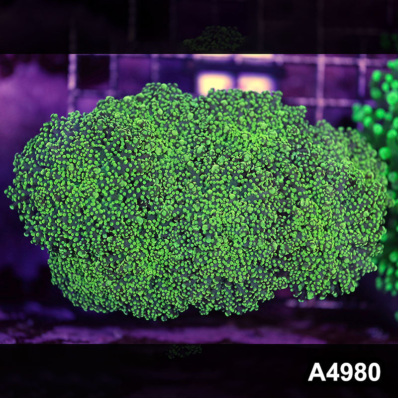 Item#A4980LW4980(L) WYSIWYG Indo Ultra Tip Branching Frogspawn Colony