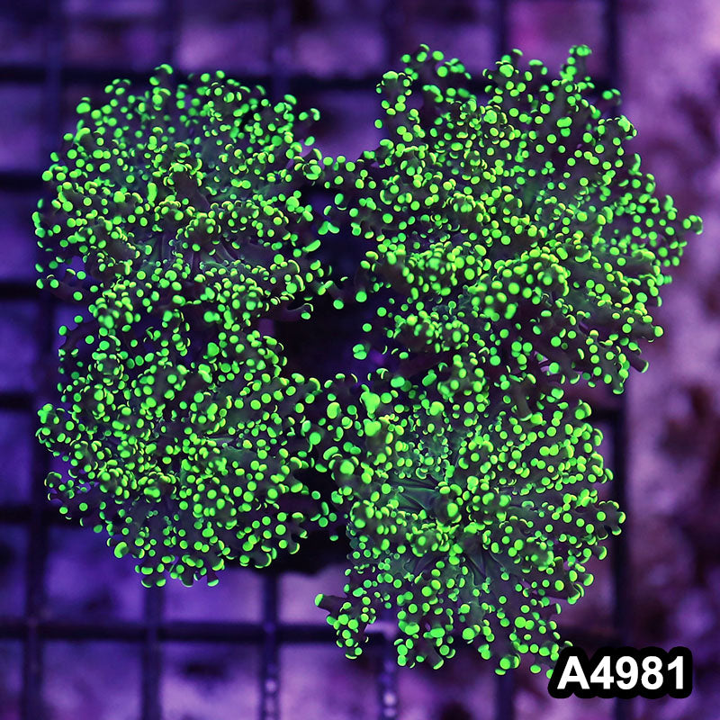 Item#A4981LW4981(L) WYSIWYG Indo Ultra Tip Branching Frogspawn Colony