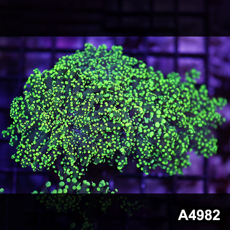 Item#A4982LW4982(M) WYSIWYG Indo Ultra Tip Branching Frogspawn Colony