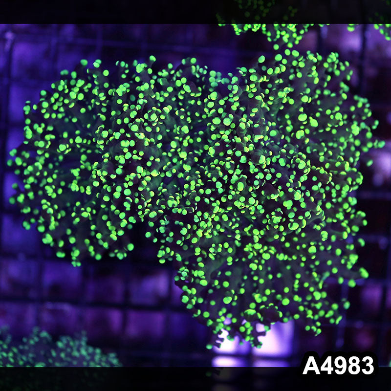 Item#A4983LW4983(M) WYSIWYG Indo Ultra Tip Branching Frogspawn Colony