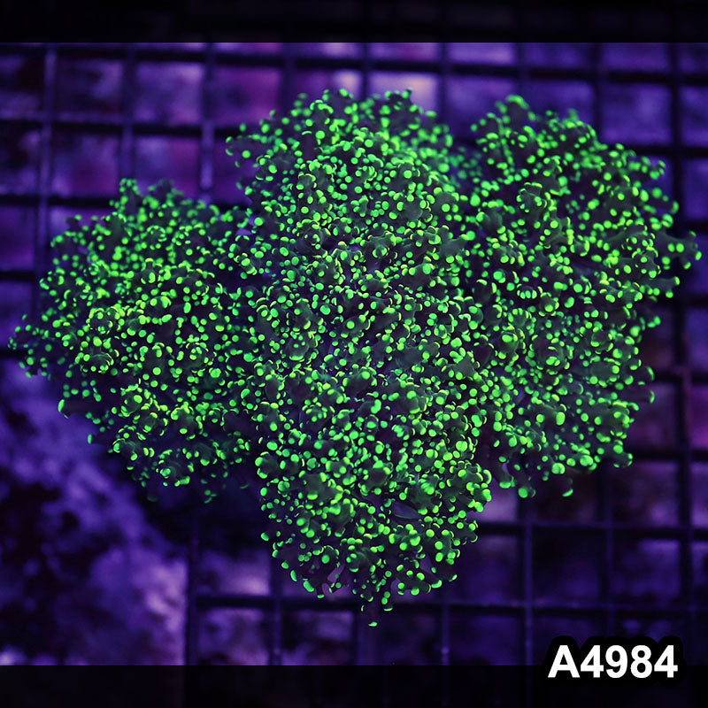 Item#A4984LW4984(L) WYSIWYG Indo Ultra Tip Branching Frogspawn Colony