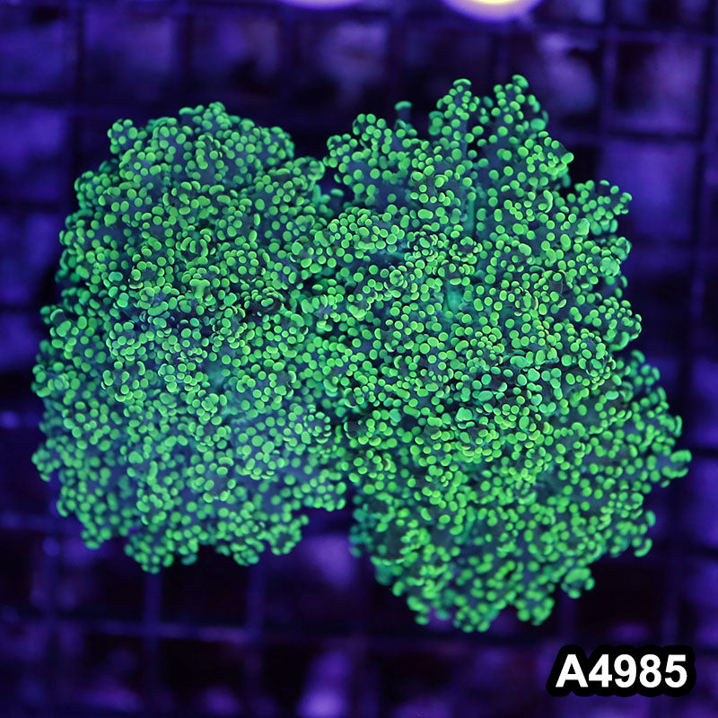 Item#A4985LW4985(M) WYSIWYG Indo Ultra Tip Branching Frogspawn Colony