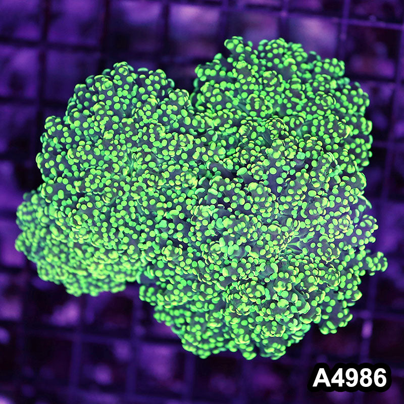 Item#A4986LW4986(M) WYSIWYG Indo Ultra Tip Branching Frogspawn Colony