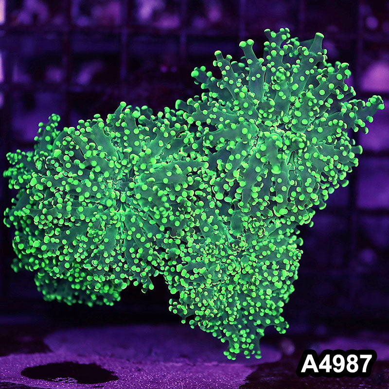 Item#A4987LW4987(M) WYSIWYG Indo Ultra Tip Branching Frogspawn Colony