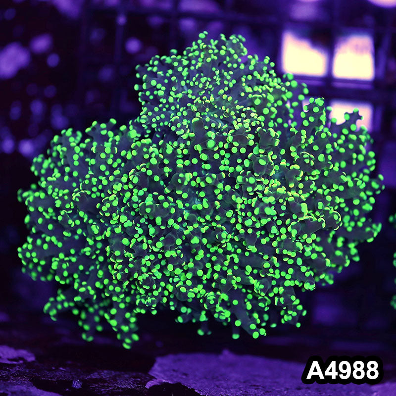 Item#A4988LW4988(M) WYSIWYG Indo Ultra Tip Branching Frogspawn Colony