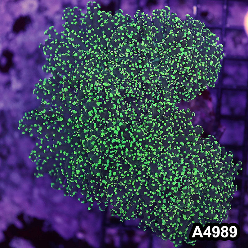 Item#A4989LW4989(M) WYSIWYG Indo Ultra Tip Branching Frogspawn Colony