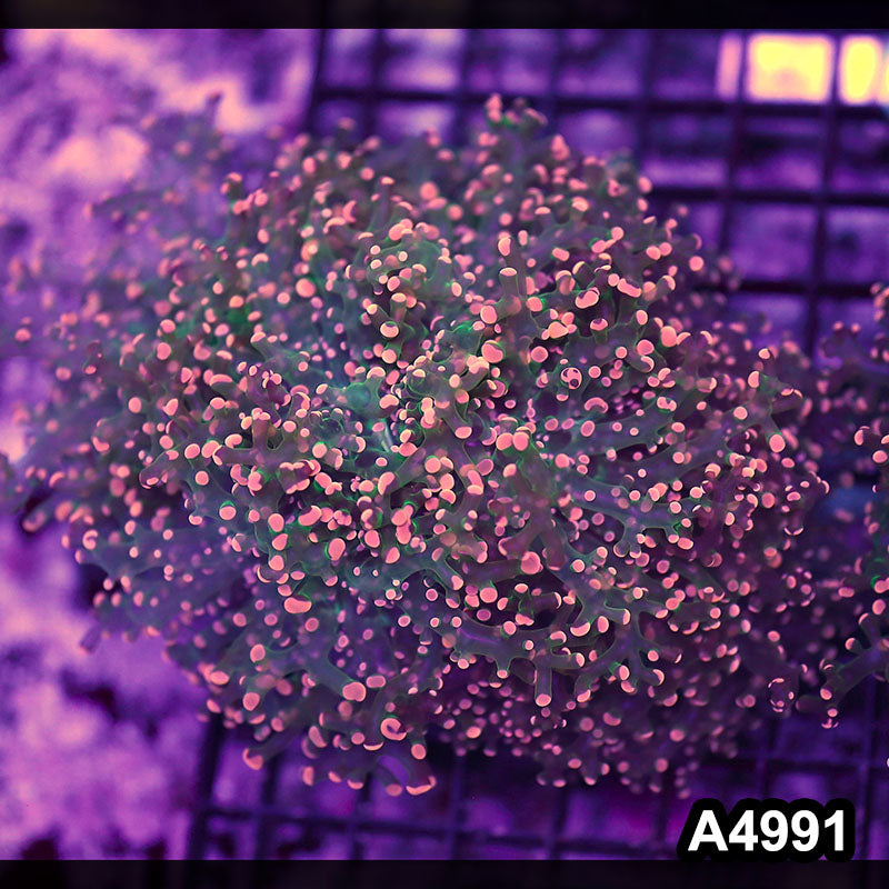 Item#A4991LW4991(M) WYSIWYG Indo Ultra Tip Branching Frogspawn Colony