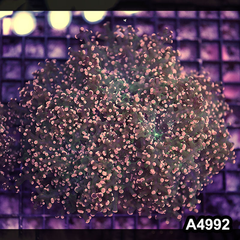 Item#A4992LW4992(L) WYSIWYG Indo Ultra Tip Branching Frogspawn Colony