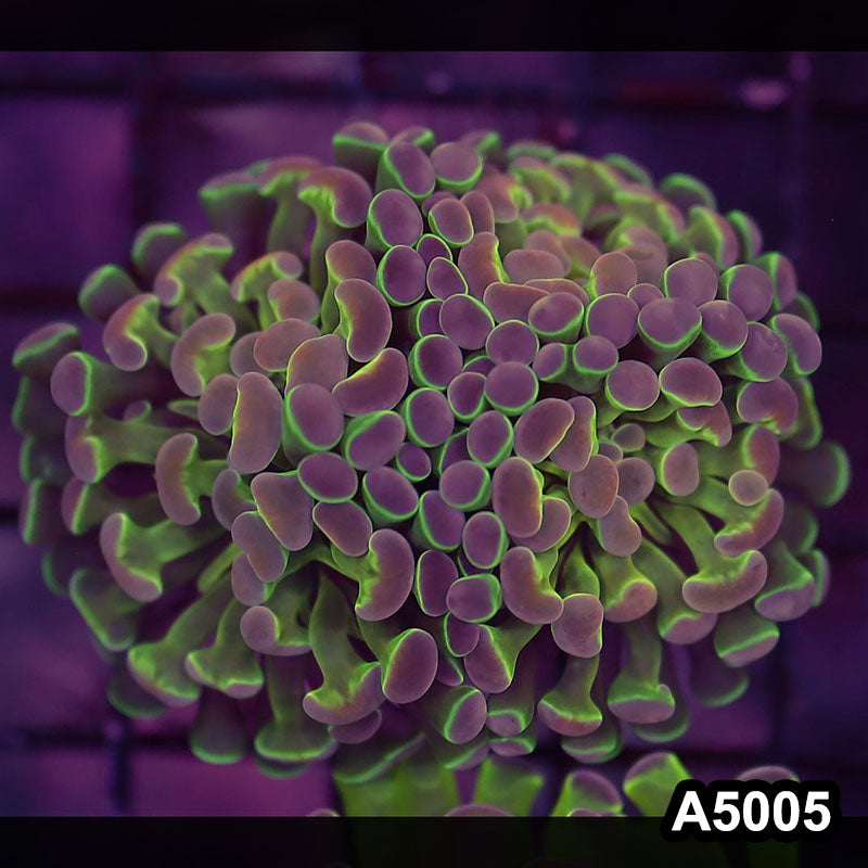 Item#A5005LW5005(S) WYSIWYG Indo Ultra Unique Branching Hammer 2H